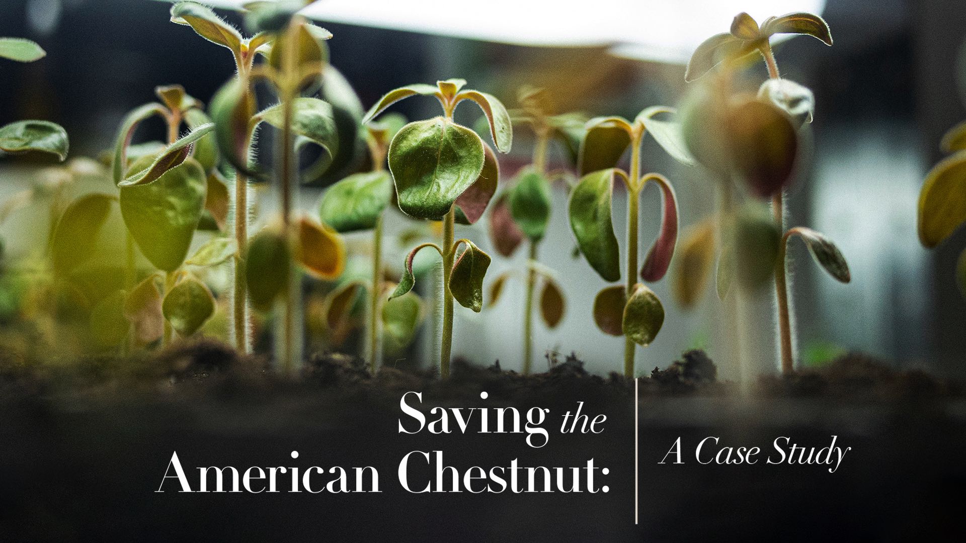 Saving The American Chestnut