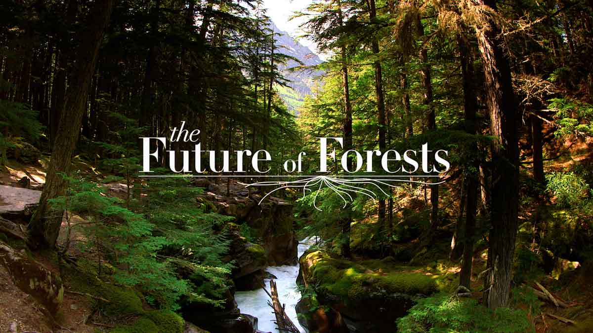 The Future of Forests